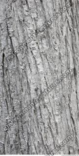 tree bark 0015